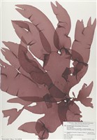 藏品(披針形蜈蚣藻)的圖片